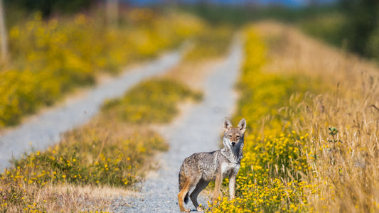 Tips For Encountering an Animal On Your Run